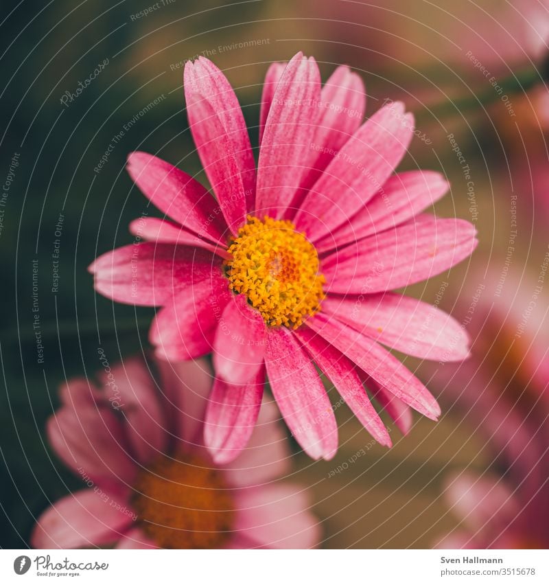 Macro shot of a pink daisy Daisy flowers Summer Plant Nature green spring bleed Meadow Yellow Close-up Grass Pink Garden Recklessness Colour photo Human being