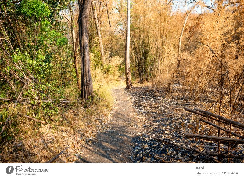 Dry trees and ashes in burnt bamboo forest wood fire dark landscape damage nature natural environment burned destruction disaster outdoor coal carbon charcoal