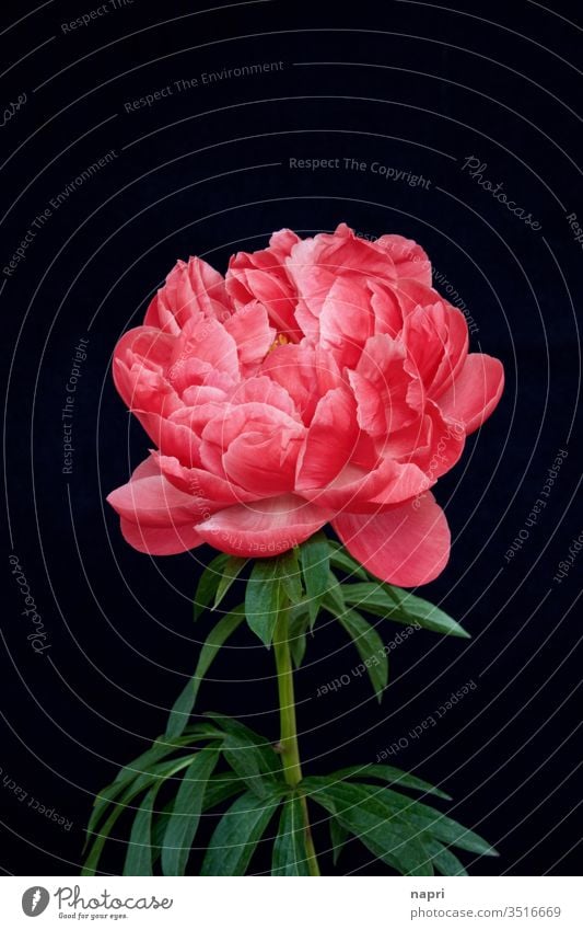 lush | A bright pink peony in full bloom isolated against a black background. Peony bleed splendid Lush already splendid specimen Baroque Blossoming flowers