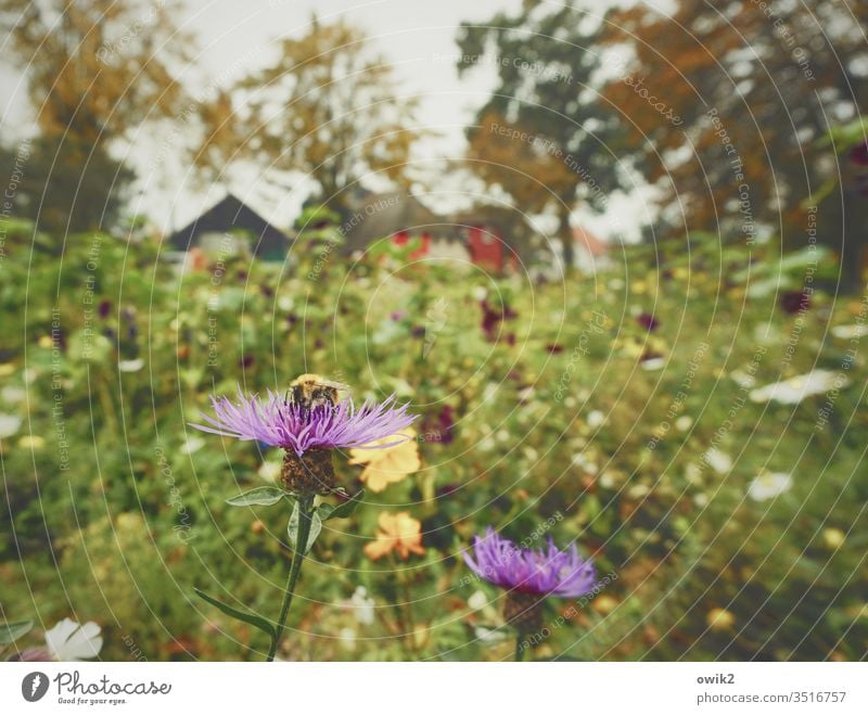 cornflowers Meadow Flower meadow Insect Sieve pollination Nature Autumn huts houses Village Dierhagen Baltic Sea bleed Plant Colour photo Exterior shot green