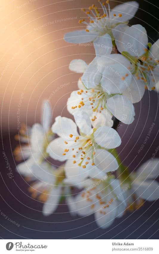 Harbingers of spring - White flowers of the hawthorn (Crataegus) shine in warm light Shallow depth of field Neutral Background Isolated Image Deserted