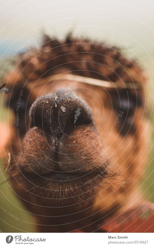 alpaca portrait Exterior shot Colour photo Willow tree Alpaca Head Animalistic karma Llama Brown Wild Cute Funny Farm animal Pet Meadow Wild animal Zoo