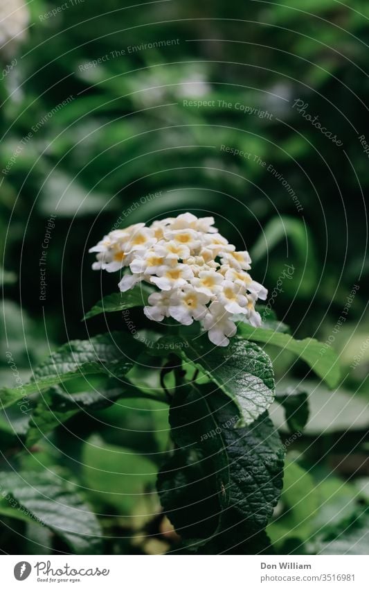 White with Yellow Flowers leaves Plant Nature Blossom Leaf Close-up Macro (Extreme close-up) Green Exterior shot