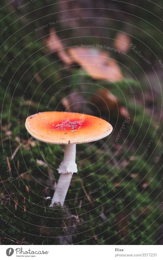 A mushroom in the forest Mushroom Forest Nature Carpet of moss Moss Shallow depth of field Autumn green forest soils Red Orange