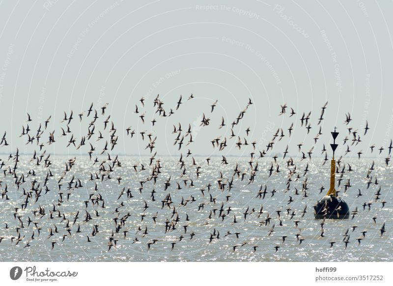 Buoy and flock of birds in the sunlight on the coast Navigation mark fairway Coast Purple Sandpiper seabird Flock Flying Sky Animal Sea bird Poultry Seagull