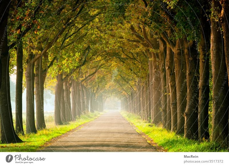 Tree-lined avenue in early autumn avenue trees Avenue huts leaves Autumn Autumnal landscape Autumn leaves autumn mood Indian Summer Season Landscape