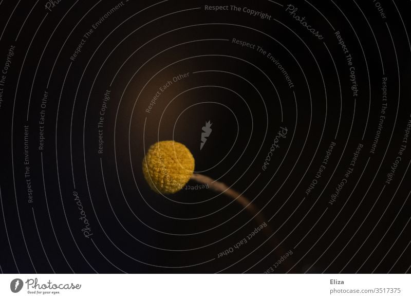 Round yellow flower(?) on the stem against a black background Yellow flowers bud Minimalistic conceit Point Eye-catcher Black Brown Autumnal Reduced