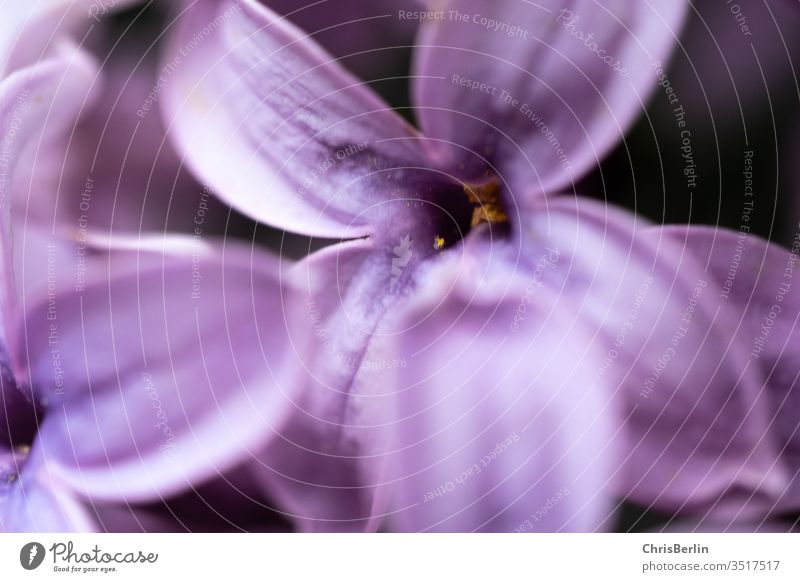 Close up of purple lilac blossom bleed Plant flowers Nature Close-up spring Violet Blossoming Shallow depth of field Colour photo Exterior shot Detail