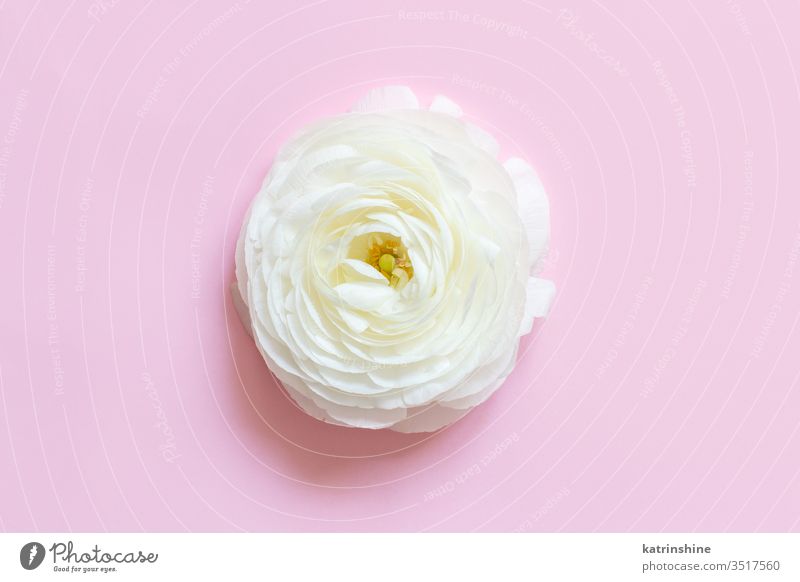 Cream ranunculus flower on a light pink  background cream spring romantic pastel flat lay composition roses top view above concept creative day decoration