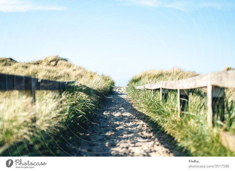 Hiking trail through the dunes in Sankt Peter-Ording North Sea North Sea coast Beach Coast Landscape off path hiking trail Sand dune landscape Handrail Grass