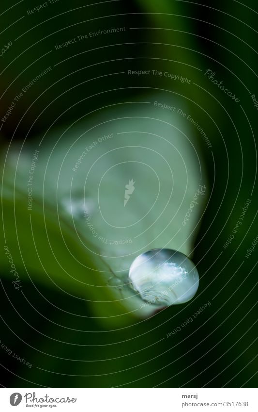 Water drops on leaf, just before it falls down Drops of water flaked conceit refreshingly Round luminescent green Sadness melancholy Colour photo Plant Wet