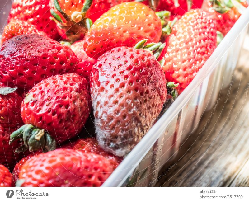 Rotten strawberries in plastic container bacterium bad berry biological closeup decay food fruit fungal fungi fungus garbage macro mildew mold moldy natural