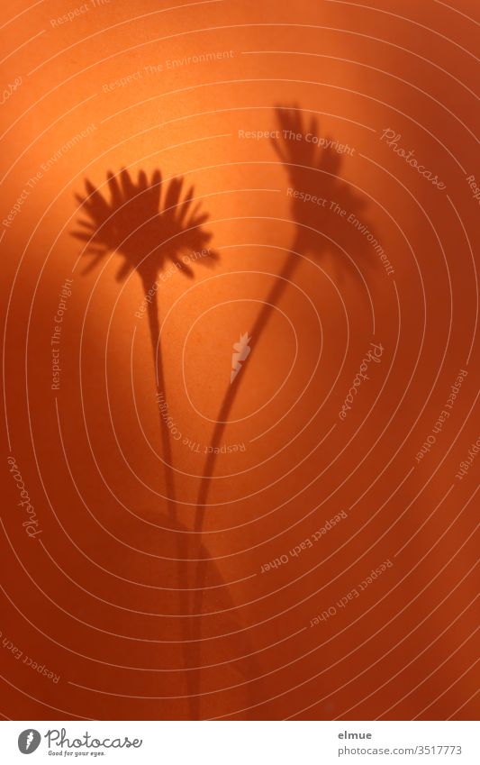 Shadows of two daisies in a glass on an orange background Daisy flowers Glass Shadow play Color gradient Orange Vase Bouquet bleed Decoration Couple already