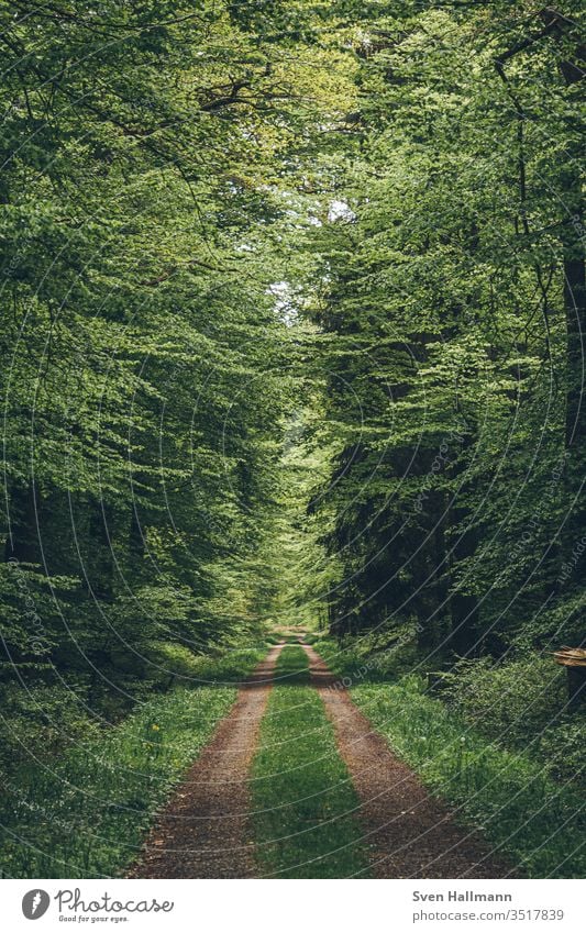 Lonely forest way in spring Forest Nature tree Plant Environment Park Exterior shot Wild wood Light green Landscape Colour photo Many Sunlight Adventure Hiking