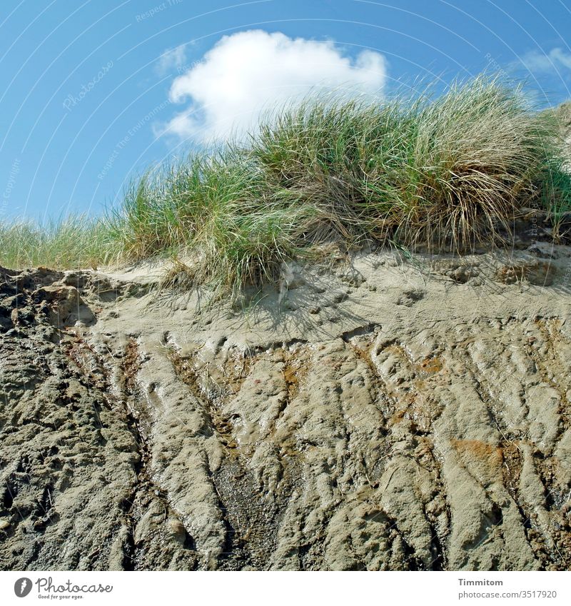 A water letting dune Marram grass Sand Nature Sky North Sea Denmark Deserted moisture Water Runlet Tracks Clouds Blue green White Brown