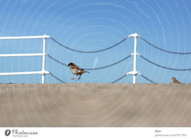 Ring free... Sky Animal Wild animal Bird 2 Concrete Movement Jump Blue Gray Sparrow Chain Handrail Bridge railing Hop Colour photo Exterior shot Deserted