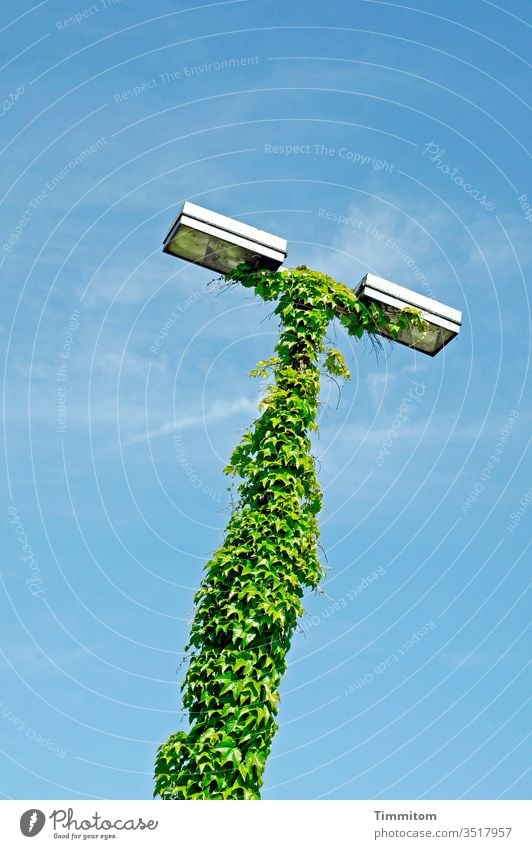 ivy lamp Ivy Lamp street lamp Sky green Blue Exterior shot Deserted vegetation Light Function Clouds Lantern Street lighting