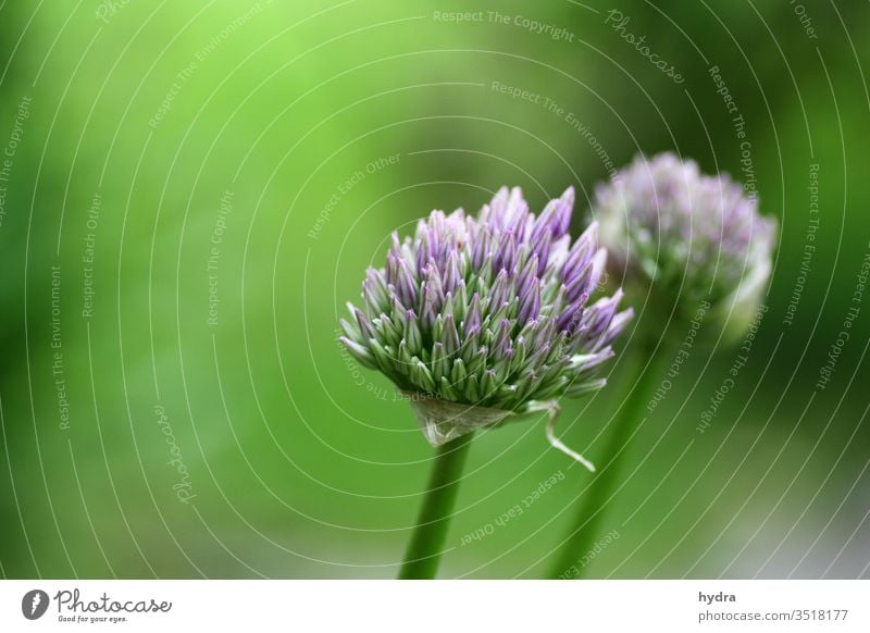 two delicately blooming purple ornamental garlic flowers buds against a green background (Allium) onion leek Allium rosenbachianum Bud bleed lily family