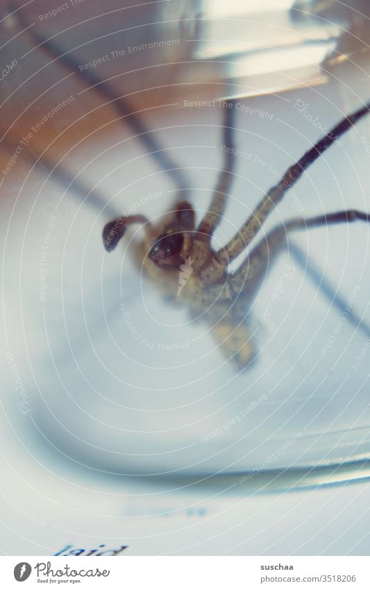 spider on the edge of a glass jar Spider disgusting phobia Creepy arachnophobia arachnid Spider legs Fear Disgust Crawl Threat Captured Transparent