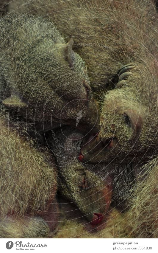 Cuddling - group cuddling - mongoose family Farm animal Snake Animal face Pelt Zoo Group of animals Animal family Sleep Safety (feeling of) Agreed