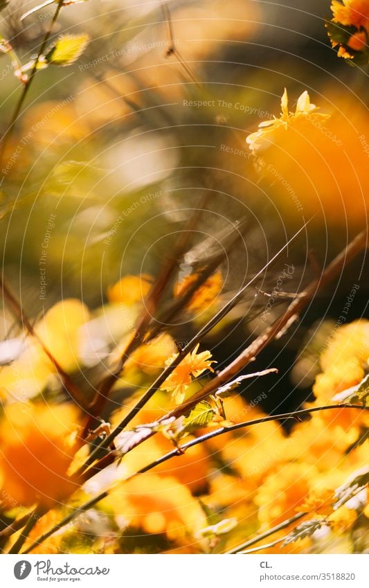 spring bloom blossom Yellow flowering tree Nature bleed Blossoming Branch Spring fever Esthetic Beautiful weather Day Park Twig Deserted Exterior shot