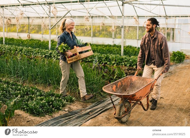 Two farm workers loading vegetables on wheelbarrow box crate sustainability woman produce fresh garden farmer nature green harvest organic agriculture healthy