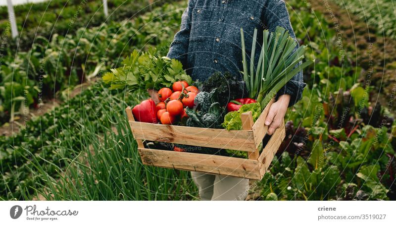 Close up of farmer carrying box with fresh organic vegetables in greenhouse tomato crate sustainability woman produce garden nature harvest agriculture healthy