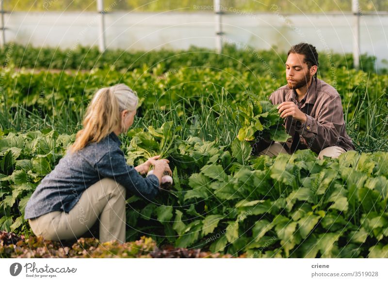 Two workers picking organic vegetables in greenhouse sustainability woman produce fresh garden farmer nature harvest agriculture healthy background food raw