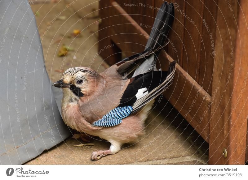 Anxious and confused jay / Garrulus glandarius sitting on the ground in a corner of a terrace Jay Wild bird Raven Bird songbird Animal Nature Wild animal 1