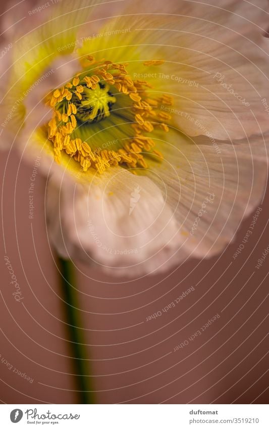 rosé poppy, macro shot poppy flower Corn poppy poppies Poppy Nature Papaver rhoeas Yellow segregated flowers Balcony Plant Summer Macro (Extreme close-up)