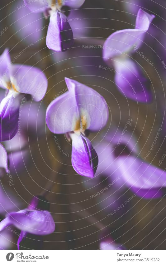 Closeup of a purple wisteria glycine Wisteria Green Nature in the garden Spring Plant vines Botany Blossoming Macro (Extreme close-up) Flower Beautiful Delicate