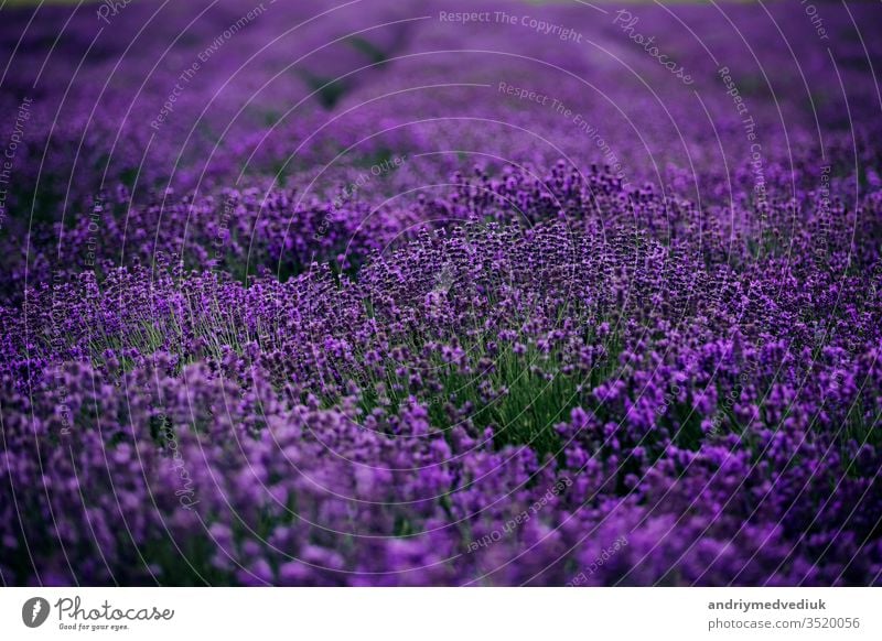 Lavender field in sunlight,Provence, Plateau Valensole. Beautiful image of lavender field.Lavender flower field, image for natural background.Very nice view of the lavender fields.