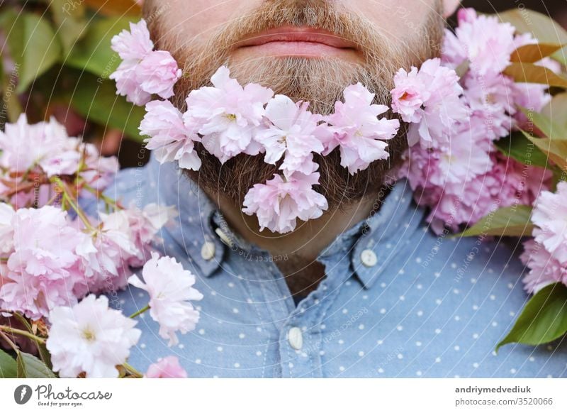 Skin care and hair care concept. Bearded male face peeking out of bloom of sakura. Hipster with sakura blossom in beard. Man with beard and mustache on happy face near tender pink flowers, close up.