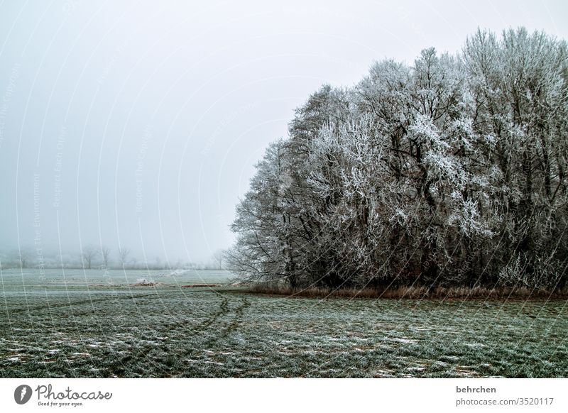 winter goodbye Colour photo Branches and twigs Mystic Climate Gorgeous Dream idyllically Dreamily pretty Enchanted forest Mysterious Fog Snow layer Snowscape