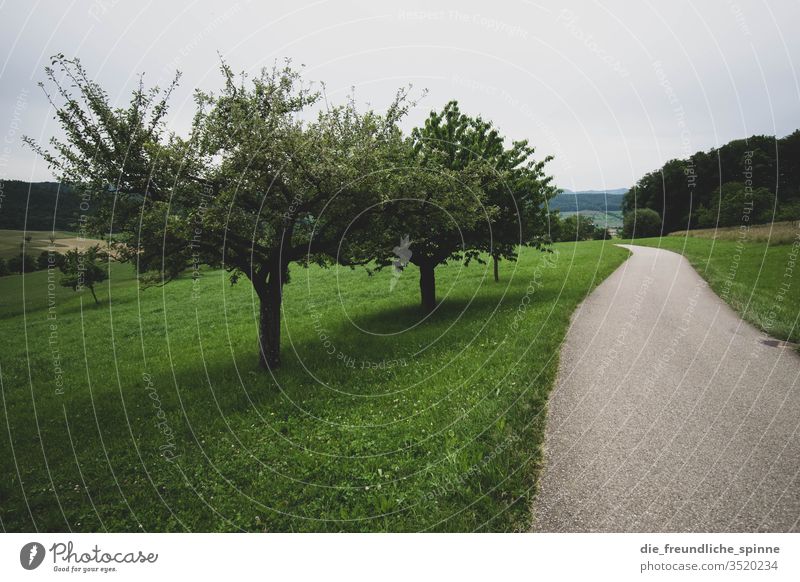 walk in the woods Fruit trees Meadow green Forest Exterior shot Nature Landscape Grass Sky Environment Plant Deserted Colour photo Day Agricultural crop off