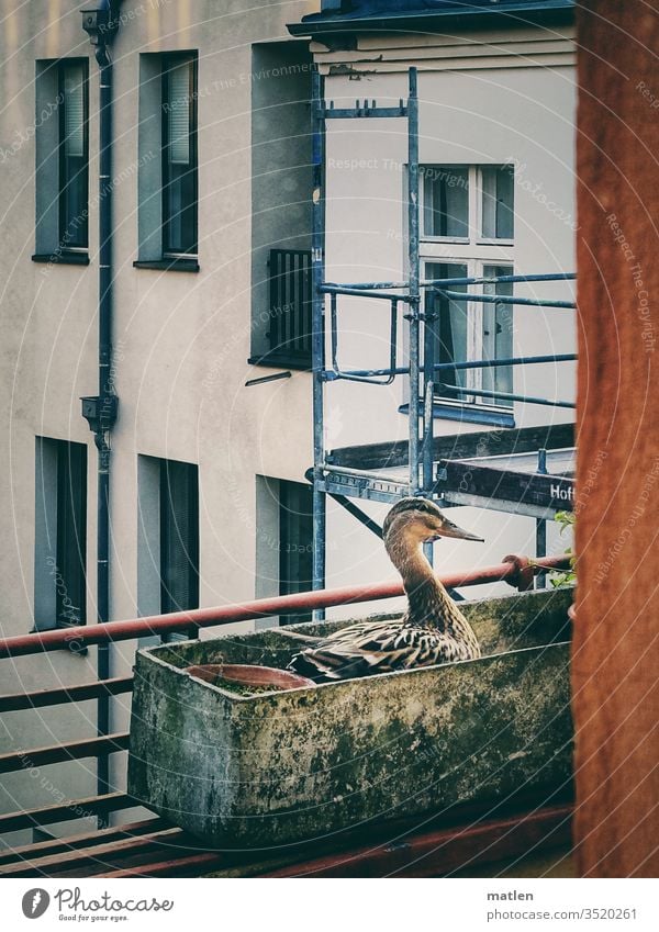 Duckburg House (Residential Structure) Scaffolding balconies incubate Window Deserted Visavis Town Nature