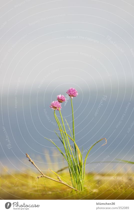 Escape the garden Food Herbs and spices Nutrition Organic produce Vegetarian diet Plant Blossom Agricultural crop Chives Leek Leek vegetable Blossoming Stand