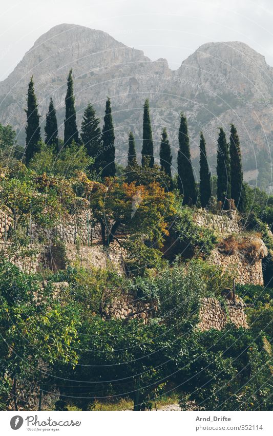 chart Calm Island Hiking Nature Landscape Plant Summer Tree Foliage plant Hill Mountain Majorca Tourist Attraction Idyll Balearic Islands view Fornalutx