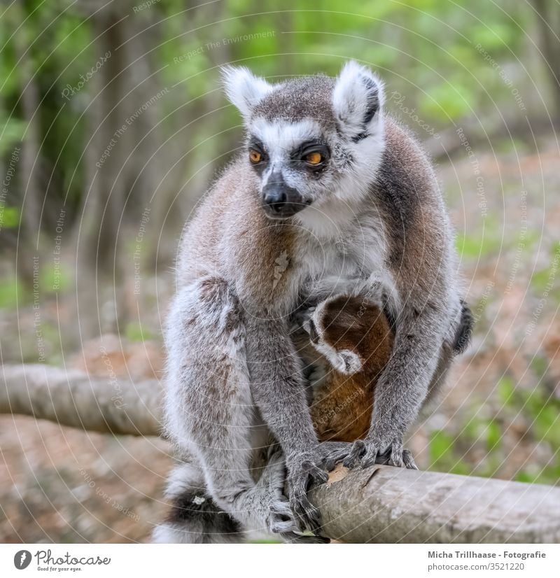 Katta with baby Ring-tailed Lemur lemur catta Monkeys Half-apes Animal face Eyes Ear Nose Legs Head Baby animal Animal family Pelt Wild animal Nature Sunlight