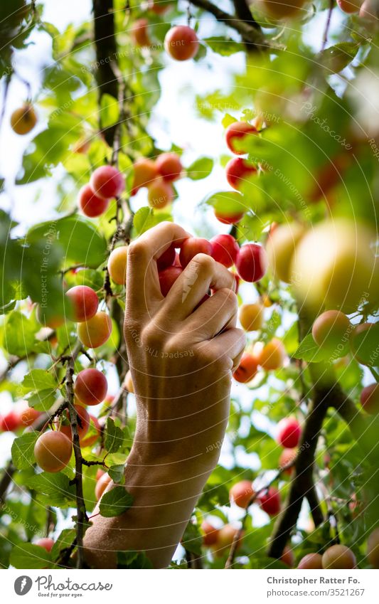 Hand at harvesting wild Aprikosen cherries Harvest by hand Summer Agriculture Fruit trees Fruit garden Fuit growing Fruit- or Vegetable stall fruit Colour photo