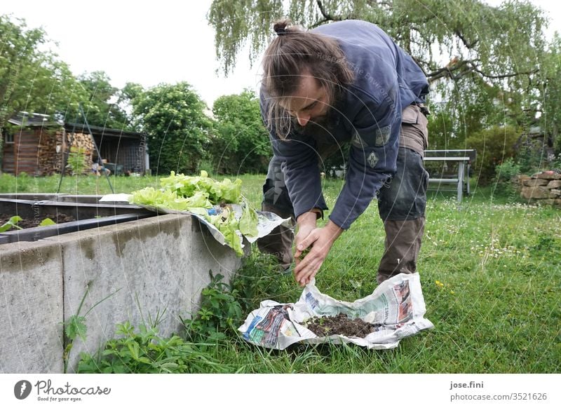 plant lettuce seedlings do gardening Garden Young man raised plants Lettuce Vegetable green Fresh Healthy Eating Domestic farming Nature Organic produce