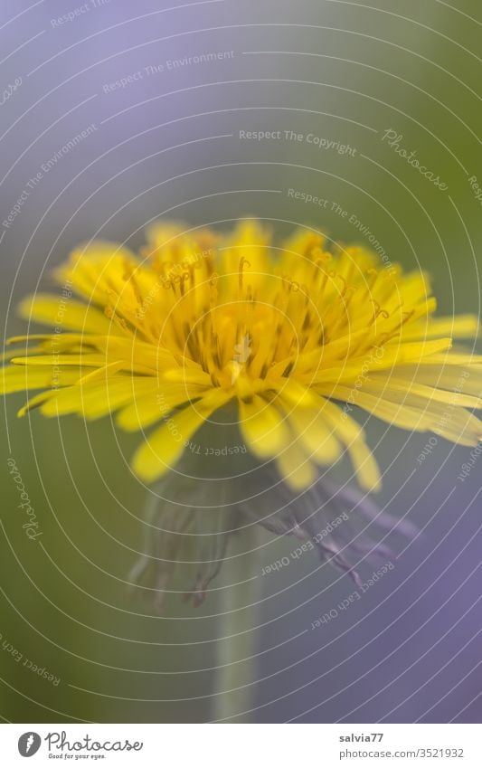 common flower | dandelion lowen tooth flowers bleed Nature Plant spring Macro (Extreme close-up) Colour photo Yellow green Detail Meadow Shallow depth of field