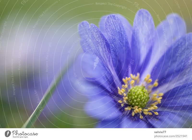 Balkan anemone, blue anemone blossom Nature Plant bleed flowers Anemone Blue Back-light Fragrance Deserted spring Colour photo Close-up Garden Blur