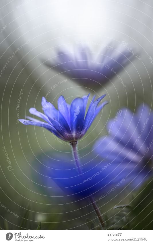 Balkan anemone, blue flowers against the light, Anemone blanda Nature Plant bleed Blue Back-light blossom Fragrance Deserted spring Colour photo Close-up Garden