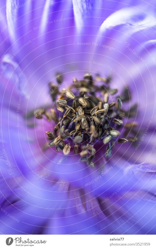 Brown clusters inside a blue anemone blossom flowers bleed Nature Anemone Plant Shallow depth of field Close-up Macro (Extreme close-up) Blue already