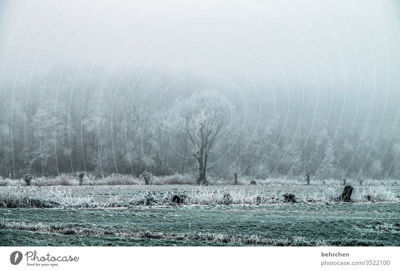 winter symphony Winter walk Winter's day Winter mood Winter forest Mysterious Fabulous Enchanted forest Germany Home country acre Agriculture overcast Fog Idyll