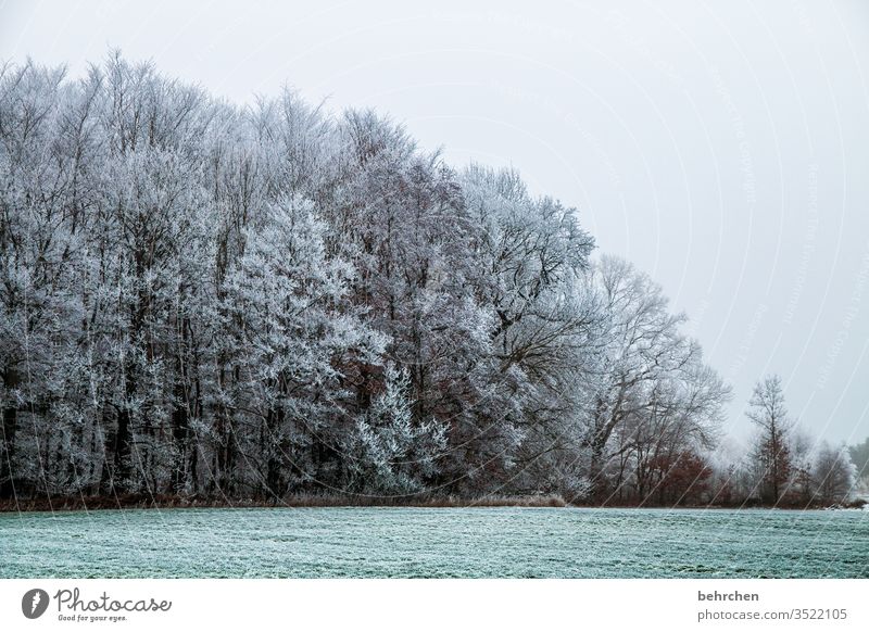 cooling down Plant Snowscape Ice Winter Forest huts Frost Landscape Nature Environment Meadow Field idyllically Dreamily already Winter walk Winter's day