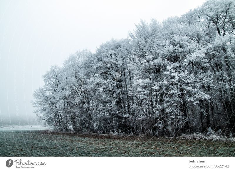 frozen time Winter forest Sunlight Snowfall White Calm Environment Nature Meadow Field Forest Sky Landscape Frost trees winter landscape Cold chill Seasons