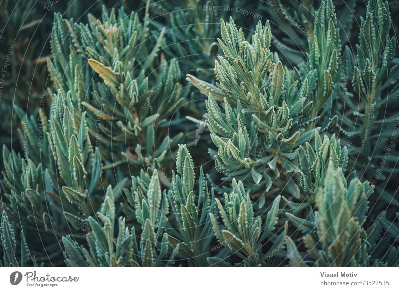 Lush branches of Lavandula Heterophylla, commonly known as Sweet Lavender nature natural plants leaves park garden botanic botanical botany green flora