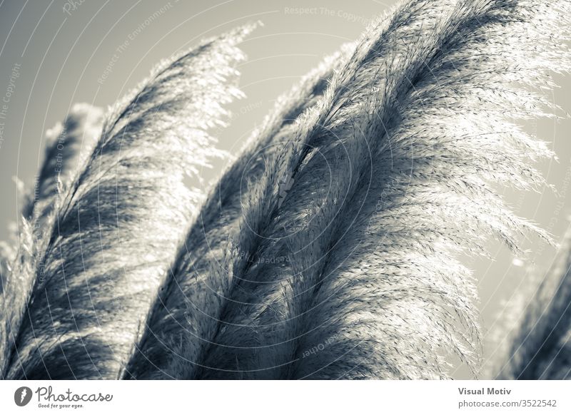 Pampas grass in split tones aka Sunningdale Silver or Cortaderia selloana abstract b&w backdrop background beautiful black and white botanic botanical botany